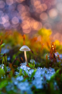 Şirin mantarlar, doğanın gizli kahramanları. Doğa arkaplanı. 