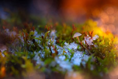 Şirin mantarlar, doğanın gizli kahramanları. Doğa arkaplanı. 
