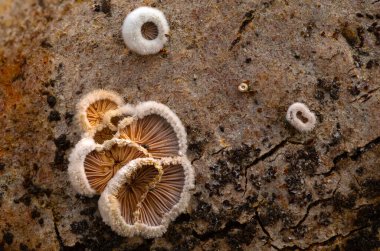 Şirin mantarlar, doğanın gizli kahramanları. Doğa arkaplanı. 