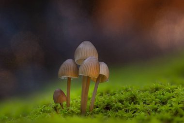 Mantarlar, doğanın sessiz kahramanları. Doğal arkaplan.