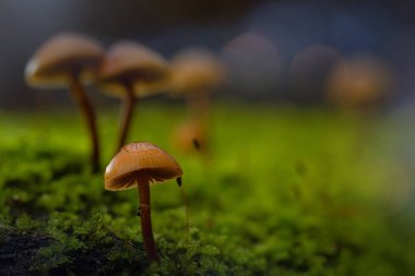 Mantarlar, doğanın sessiz kahramanları. Doğal arkaplan.