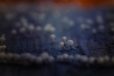 Mantarlar, doğanın sessiz kahramanları. Doğal arkaplan.