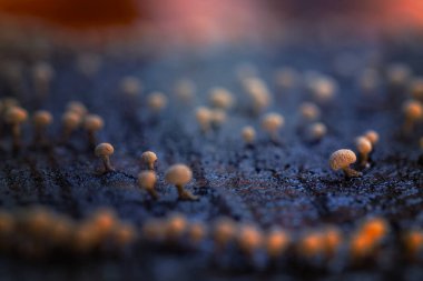 Mantarlar, doğanın sessiz kahramanları. Doğal arkaplan.