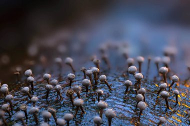 Mantarlar, doğanın sessiz kahramanları. Doğal arkaplan.