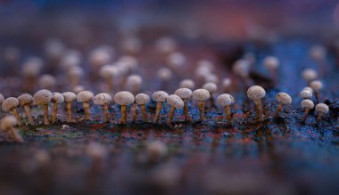 Mantarlar, doğanın sessiz kahramanları. Doğal arkaplan.