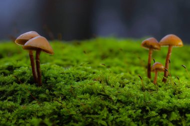 Mantarlar, doğanın sessiz kahramanları. Doğal arkaplan.