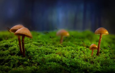 Mantarlar, doğanın sessiz kahramanları. Doğal arkaplan.