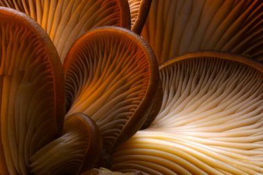 Mantarlar doğanın sevimli ve ilginç yaratıklarıdır. Doğa arkaplanı. 