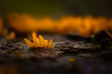 Mantarlar doğanın sevimli ve ilginç yaratıklarıdır. Doğa arkaplanı. 