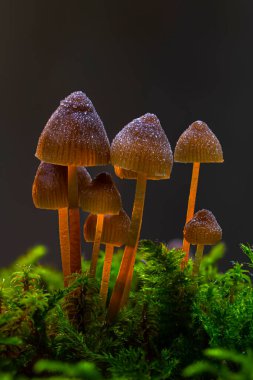 Mantarlar doğanın sevimli ve ilginç yaratıklarıdır. Doğa arkaplanı. 