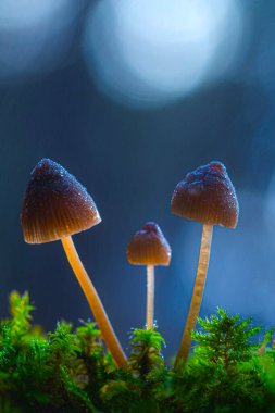 Mantarlar doğanın sevimli ve ilginç yaratıklarıdır. Doğa arkaplanı. 