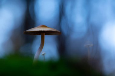 Mantarlar doğanın sevimli ve ilginç yaratıklarıdır. Doğa arkaplanı. 