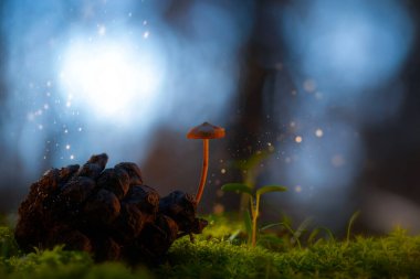 Doğanın inanılmaz yaratıkları. Mantarlar. Doğal arkaplan.