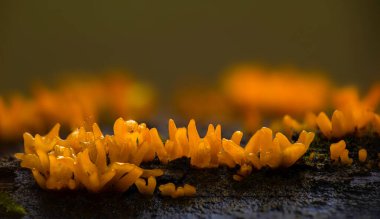 Mantarlar doğanın sevimli ve ilginç yaratıklarıdır. Doğa arkaplanı. 