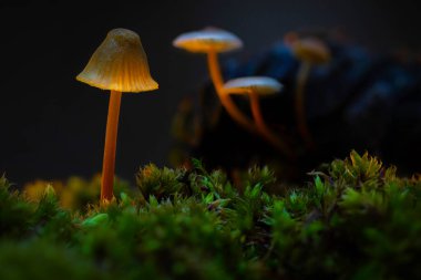 Mantarlar doğanın sevimli ve ilginç yaratıklarıdır. Doğa arkaplanı. 