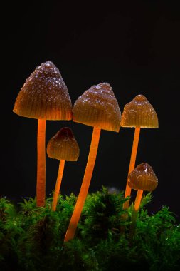 Mantarlar doğanın sevimli ve ilginç yaratıklarıdır. Doğa arkaplanı. 