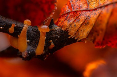 Doğanın inanılmaz yaratıkları. Mantarlar. Doğal arkaplan.