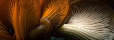 Doğanın inanılmaz yaratıkları. Mantarlar. Doğal arkaplan.