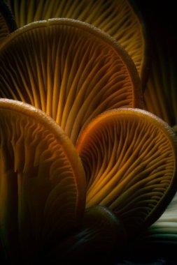 Doğanın inanılmaz yaratıkları. Mantarlar. Doğal arkaplan.