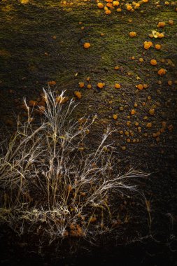 Mantarların doğada estetik olarak sergilenen bir fotoğrafı. Doğa arkaplanı. 