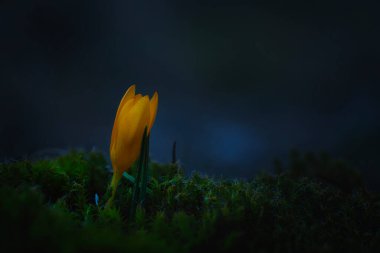 Baharın gelişini müjdeleyen yabani bir çiçek. Crocus chrysanthus. Doğa arkaplanı. 