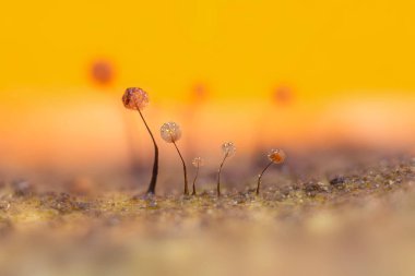 Sümük kalıpları. Doğanın gizemli yaratıkları. Doğal arkaplan.