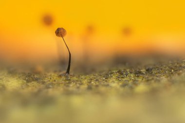 Sümük kalıpları. Doğanın gizemli yaratıkları. Doğal arkaplan.