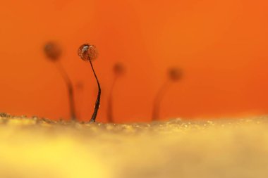 Sümük kalıpları. Doğanın gizemli yaratıkları. Doğal arkaplan.