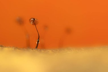 Sümük kalıpları. Doğanın gizemli yaratıkları. Doğal arkaplan.