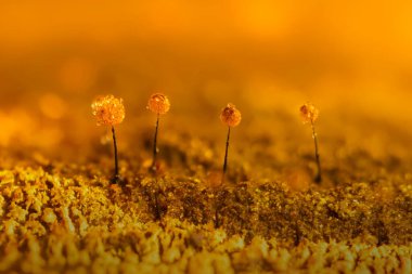Sümük kalıpları. Doğanın gizemli yaratıkları. Doğal arkaplan.
