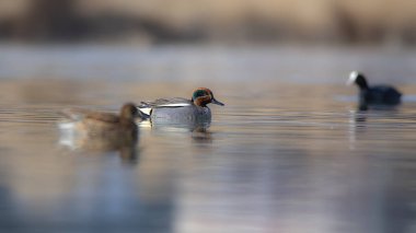 Yüzen ördek. Avrasyalı Teal. Mavi su arkaplanı.. 