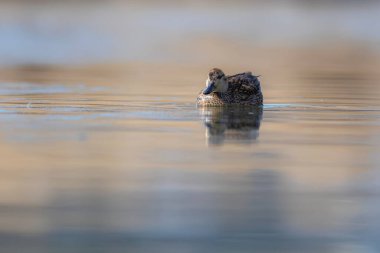 Yüzen ördek. Avrasyalı Teal. Mavi su arkaplanı.. 