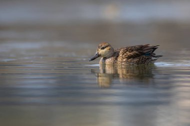 Yüzen ördek. Avrasyalı Teal. Mavi su arkaplanı.. 