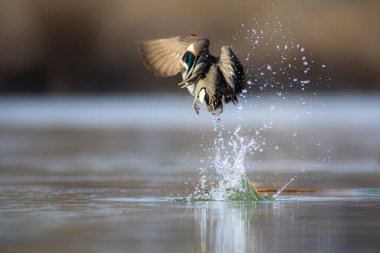 Uçan ördek. Avrasyalı Teal. Mavi su arkaplanı.. 