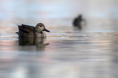 Yüzen ördek. Avrasyalı Teal. Mavi su arkaplanı.. 