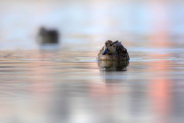 Yüzen ördek. Avrasyalı Teal. Mavi su arkaplanı.. 