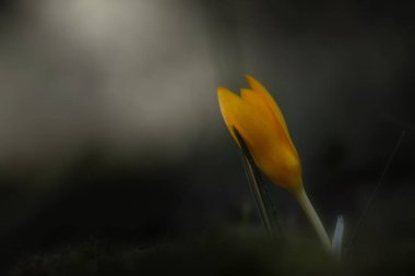 Baharın gelişini müjdeleyen yabani bir çiçek. Crocus chrysanthus. Doğa arkaplanı. 