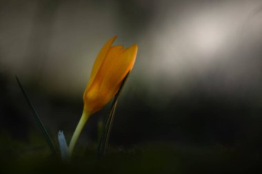 Baharın gelişini müjdeleyen yabani bir çiçek. Crocus chrysanthus. Doğa arkaplanı. 