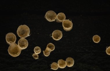 Mantar, doğanın en harika yaratıklarından biri. Doğa geçmişi. Calathella. 