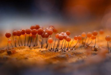 Sümük kalıpları. Dünyadaki en küçük mantarlar. Doğanın gizemli yaratıkları. Doğa arkaplanı. 