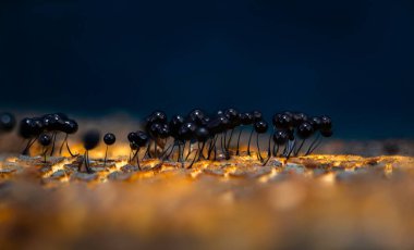 Sümük kalıpları. Dünyadaki en küçük mantarlar. Doğanın gizemli yaratıkları. Doğa arkaplanı. 