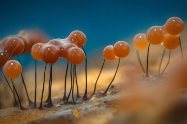 Sümük kalıpları. Dünyadaki en küçük mantarlar. Doğanın gizemli yaratıkları. Doğa arkaplanı. 