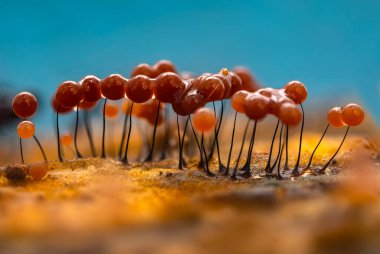 Sümük kalıpları. Dünyadaki en küçük mantarlar. Doğanın gizemli yaratıkları. Doğa arkaplanı. 