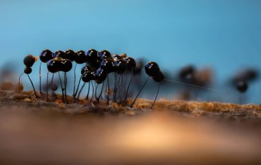 Sümük kalıpları. Dünyadaki en küçük mantarlar. Doğanın gizemli yaratıkları. Doğa arkaplanı. 