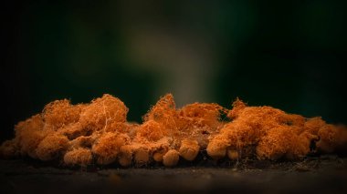 Mercan mantarları. Doğal ortamında çekilmiş bir mantar. Doğal ve estetik mantar fotoğrafı. Doğa arkaplanı. 