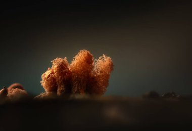 Mercan mantarları. Doğal ortamında çekilmiş bir mantar. Doğal ve estetik mantar fotoğrafı. Doğa arkaplanı. 