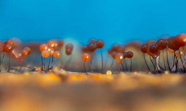 Mercan mantarları. Doğal ortamında çekilmiş bir mantar. Doğal ve estetik mantar fotoğrafı. Doğa arkaplanı. 