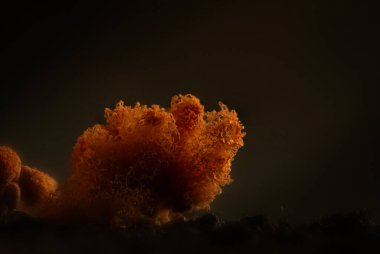 Mercan mantarları. Doğal ortamında çekilmiş bir mantar. Doğal ve estetik mantar fotoğrafı. Doğa arkaplanı. 