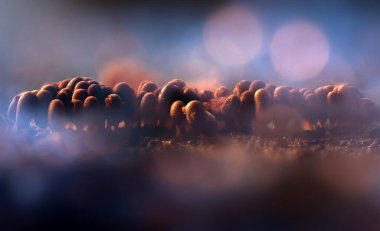 Sümük kalıpları. Dünyadaki en küçük mantarlar. Doğanın gizemli yaratıkları. Doğa arkaplanı. 