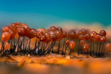 Sümük kalıpları. Dünyadaki en küçük mantarlar. Doğanın gizemli yaratıkları. Doğa arkaplanı. 